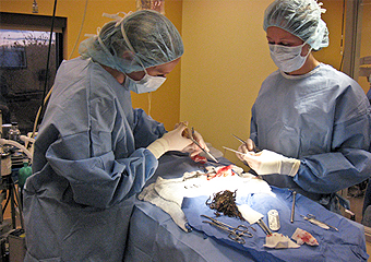 Stray animals on operating table